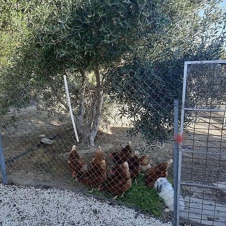 Villa Happy Glamping Cy Agios Theodoros Esterno foto